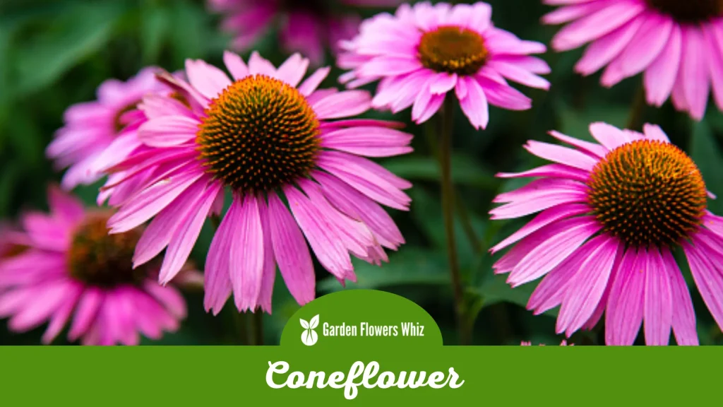coneflower flower
