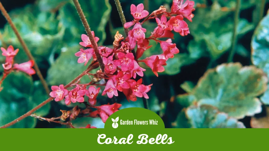 coral bells flower