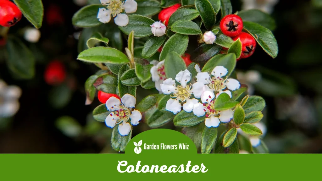 cotoneaster flower