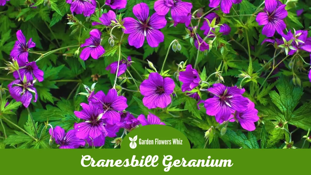 cranesbill geranium flower