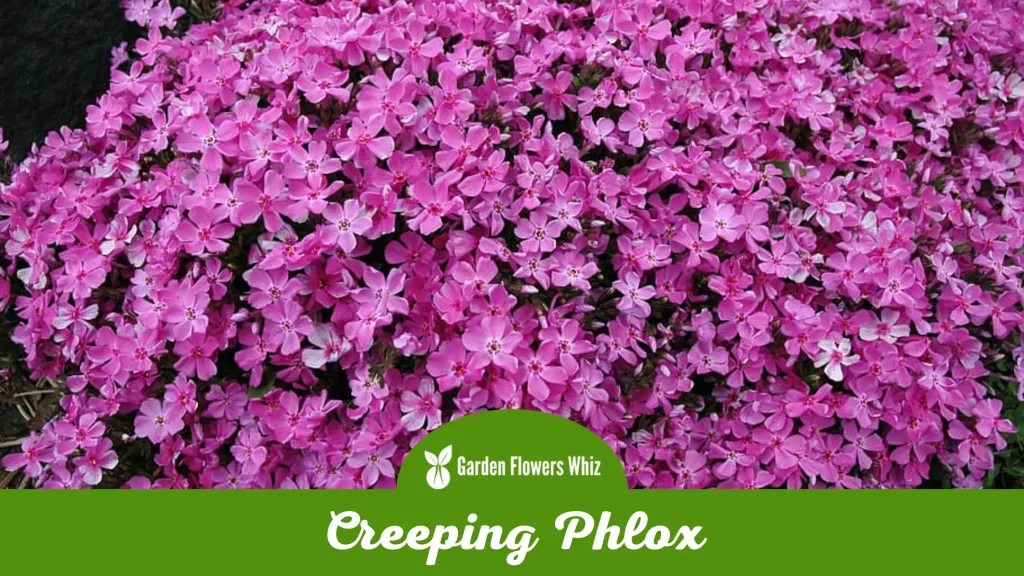 creeping phlox flower