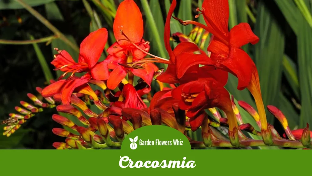 crocosmia flower