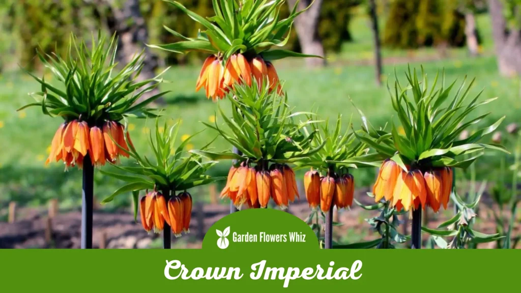 crown imperial flower