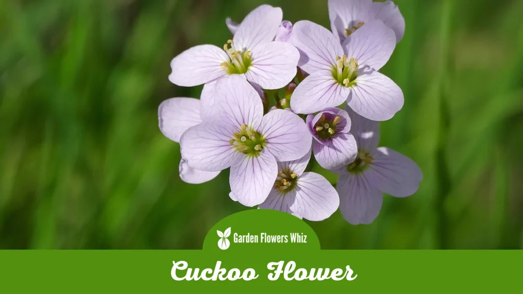 cuckoo flower