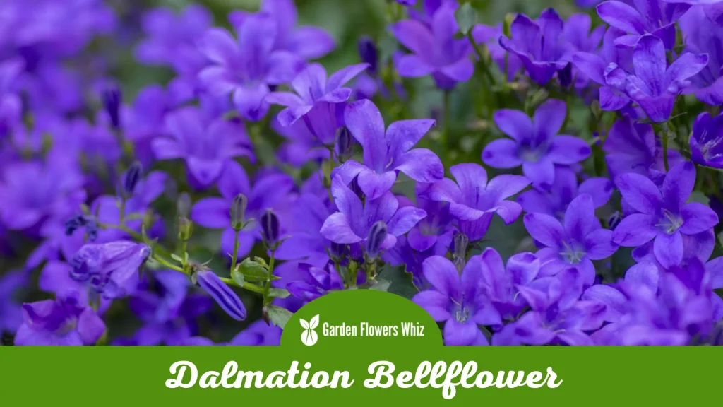 dalmation bellflower flower