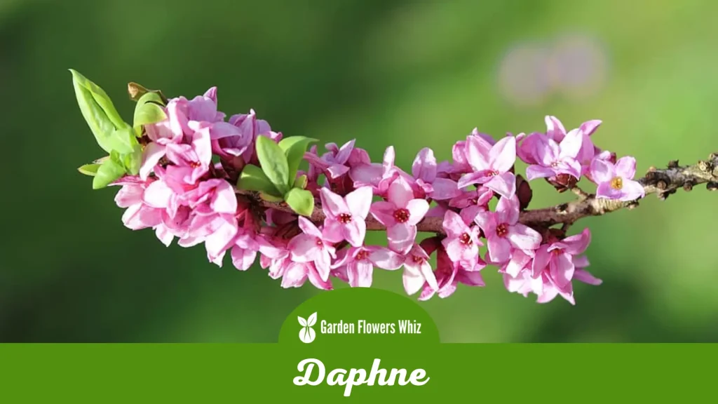 daphne flower