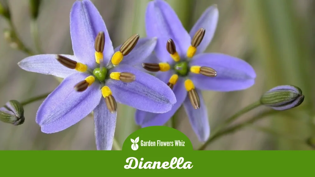 dianella flower