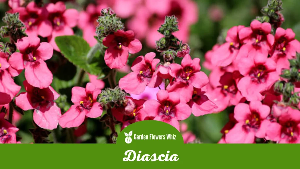 diascia flower