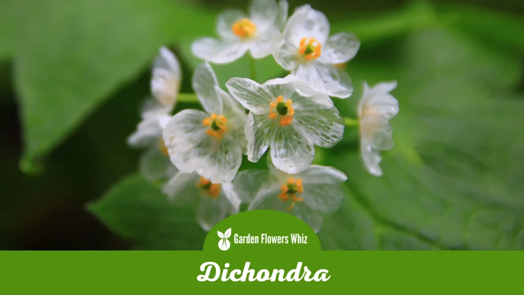 dichondra flower