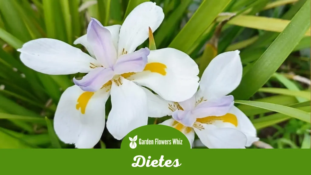 dietes flower