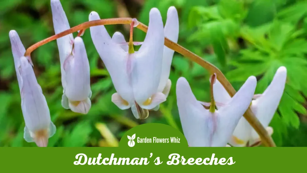 dutchmans breeches flower