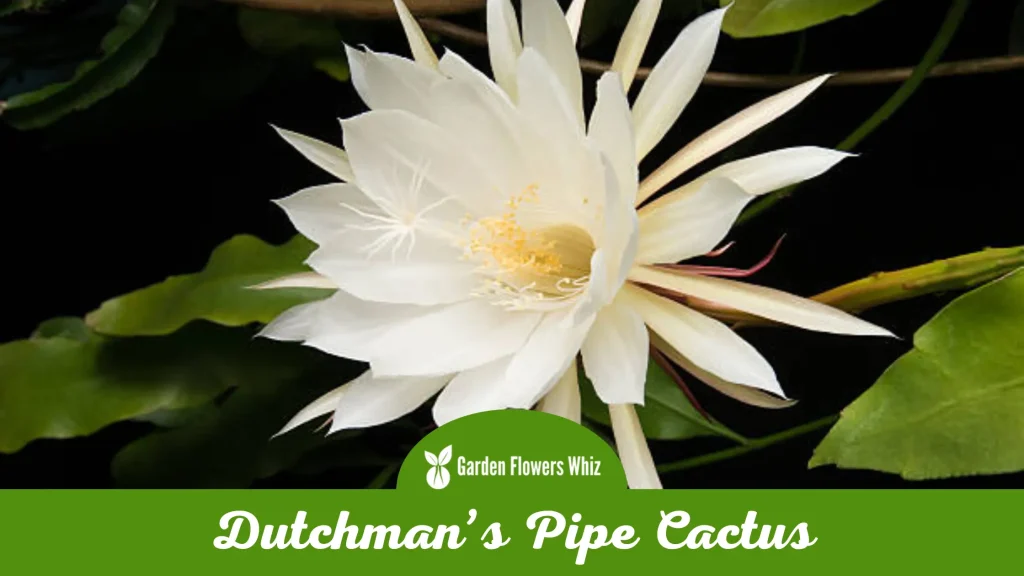 dutchmans pipe cactus flower