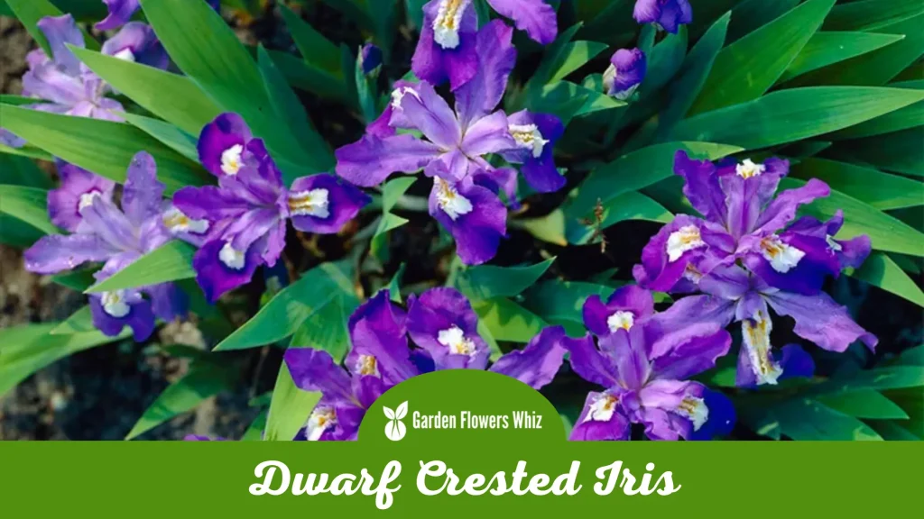 dwarf crested iris flower
