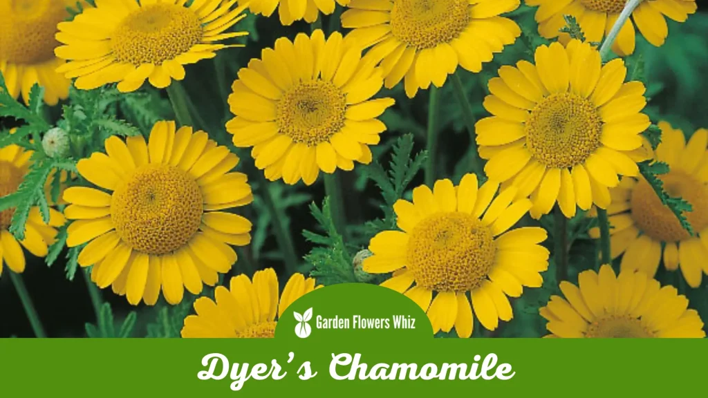 dyers chamomile flower