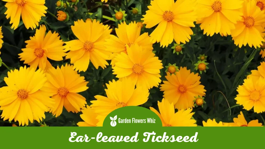 ear-leaved tickseed flower