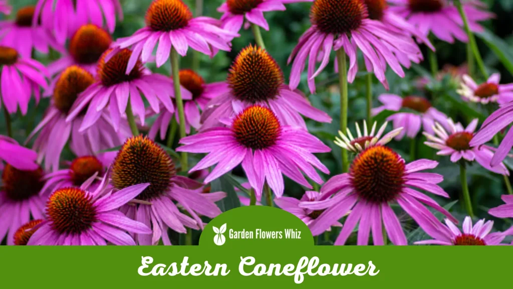 eastern coneflower flower
