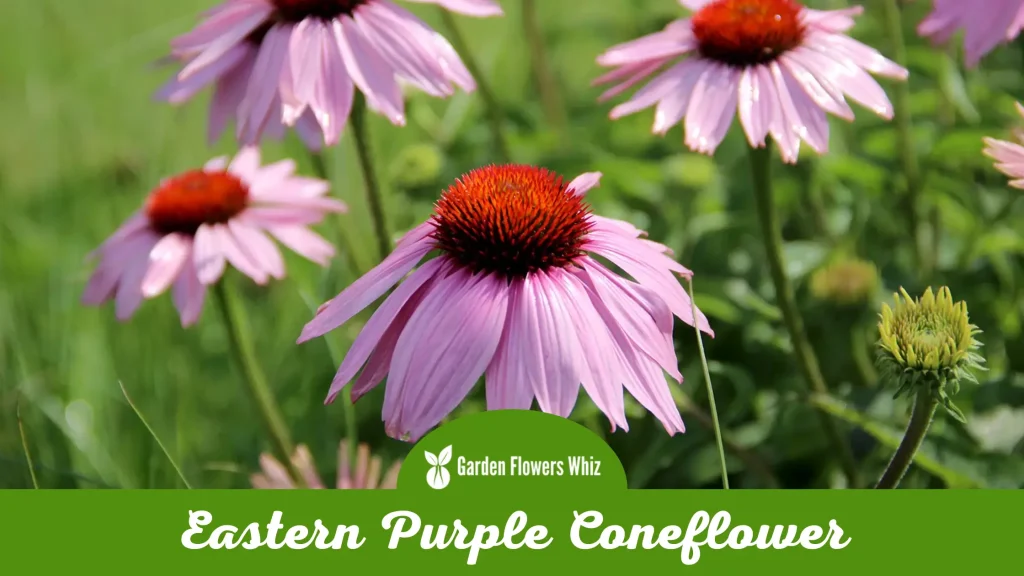 eastern purple coneflower flower