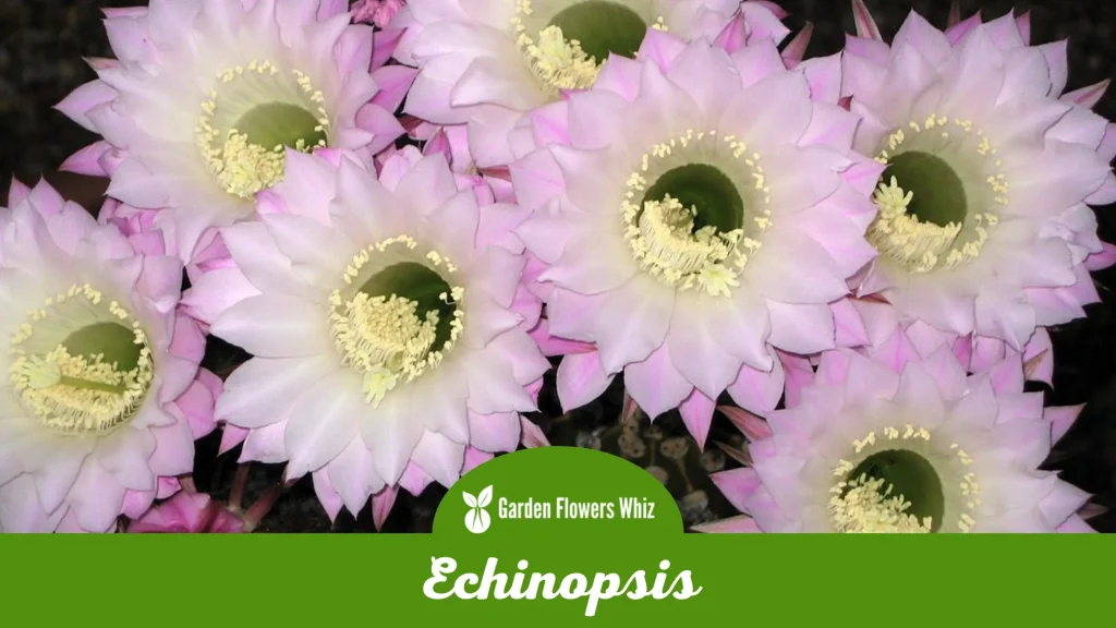 echinopsis flower