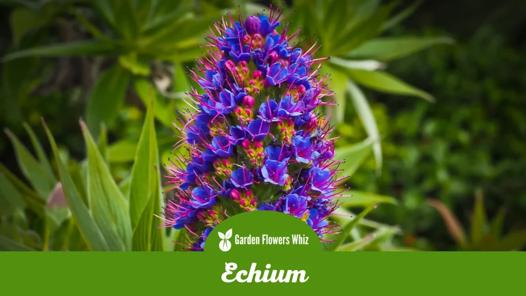 echium flower