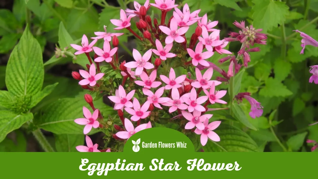 egyptian star flower