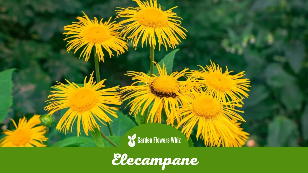 elecampane flower