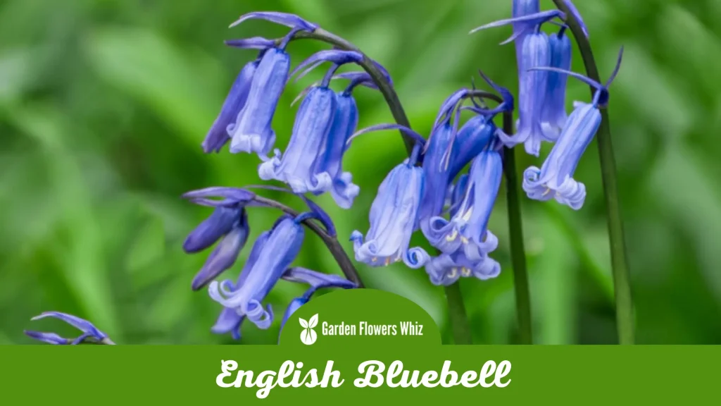 english bluebell flower