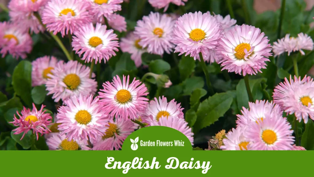 english daisy flower
