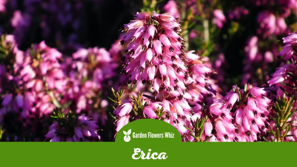 erica flower