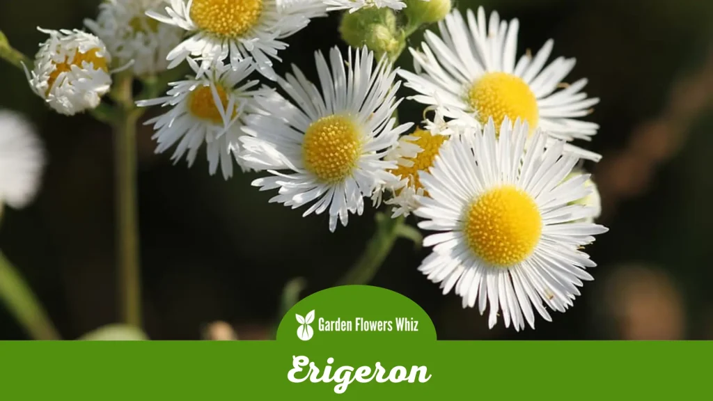 erigeron flower