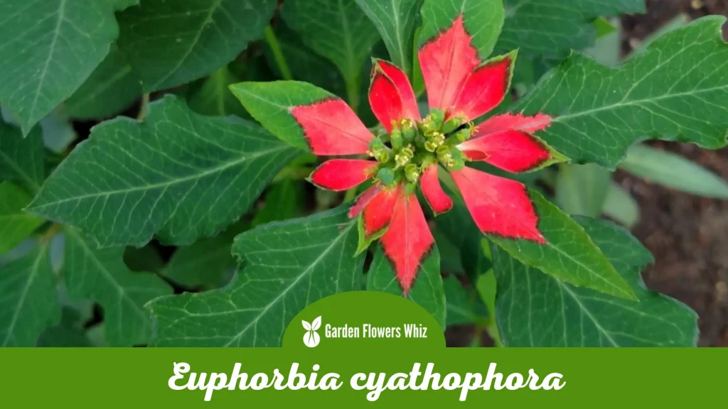 euphorbia cyathophora flower