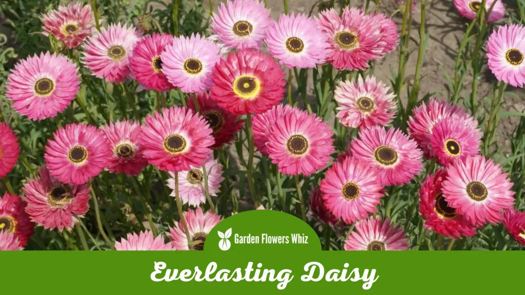 everlasting daisy flower