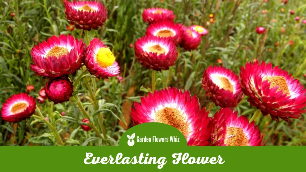 everlasting flower