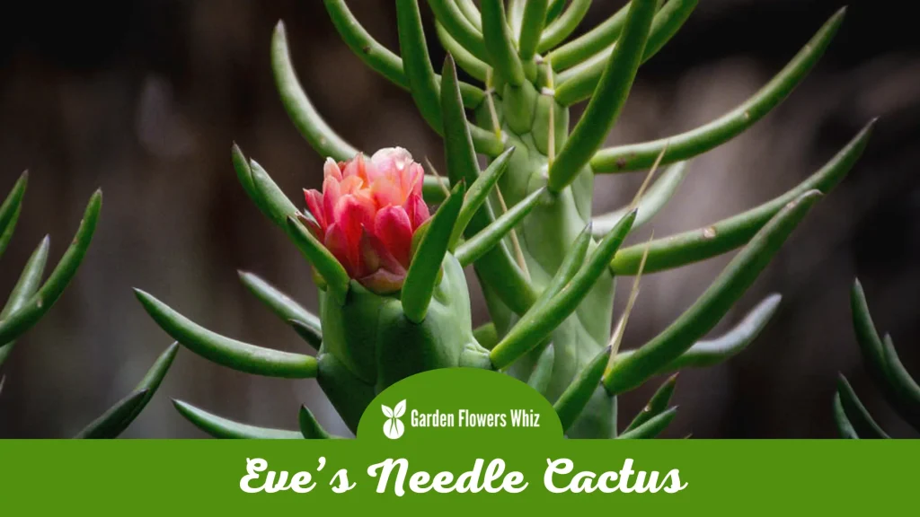 eves needle cactus flower