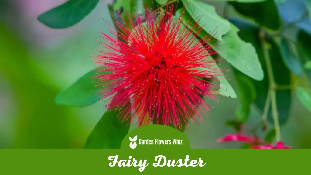 fairy duster flower