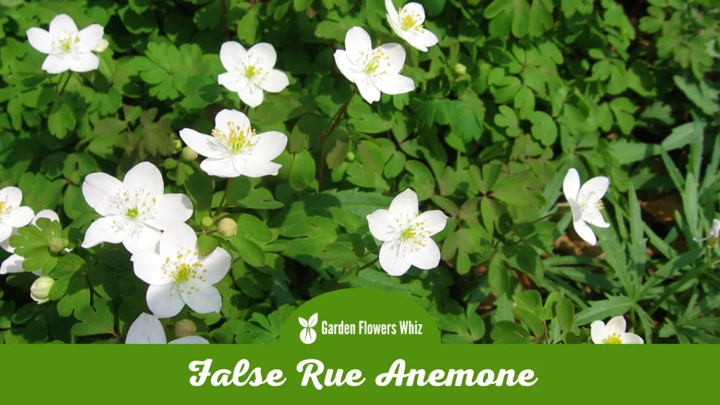 false rue anemone flower