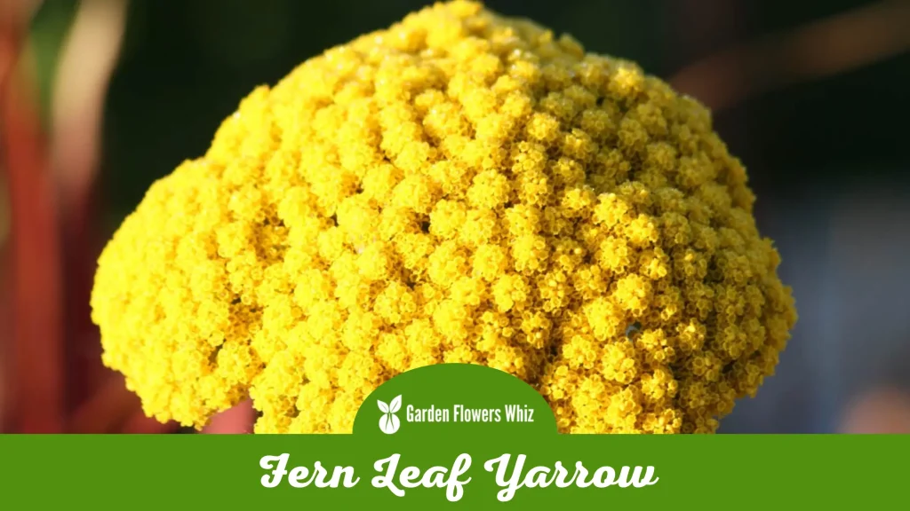 fern leaf yarrow flower