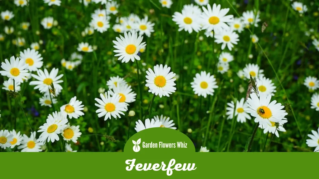feverfew flower