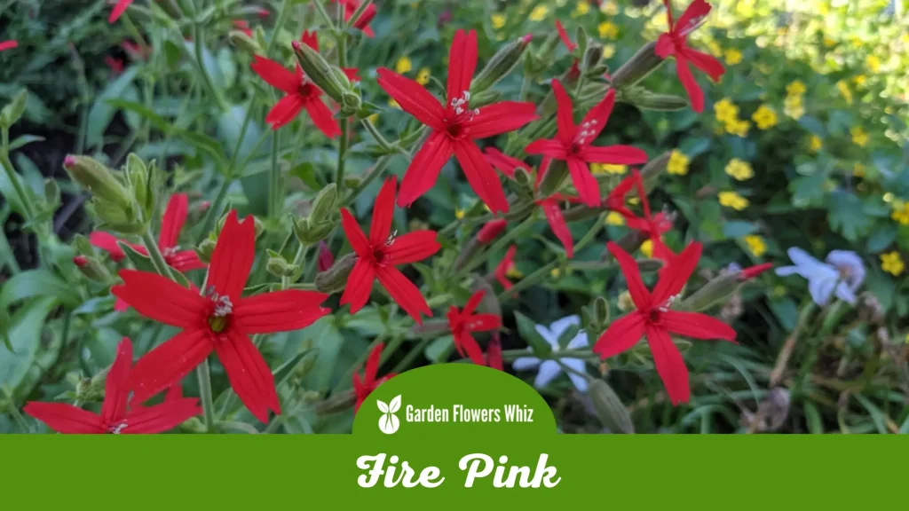 fire pink flower
