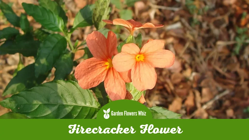 firecracker flower