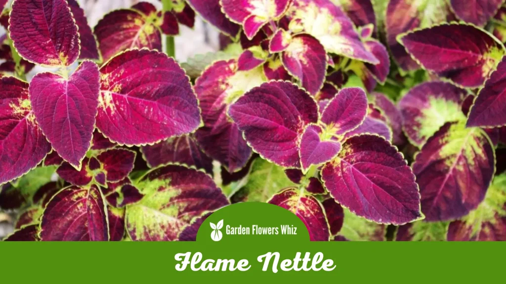 flame nettle flower