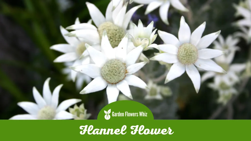 flannel flower