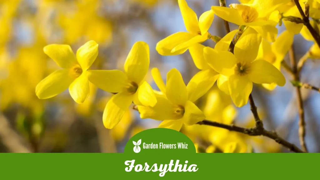 forsythia flower