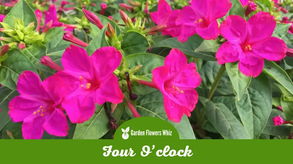 four oclock flower