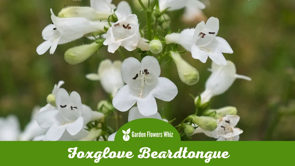 foxglove beardtongue flower