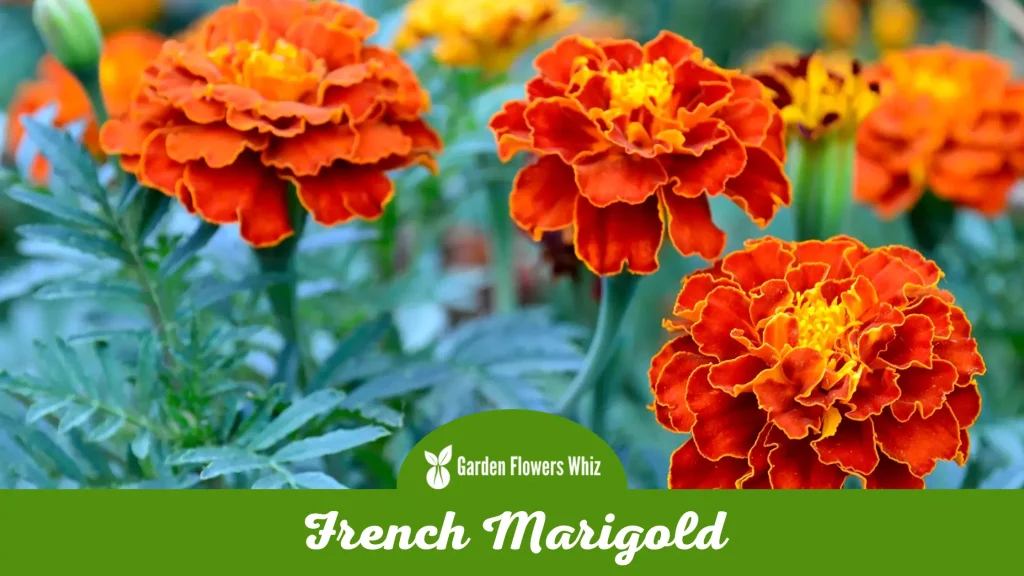 french marigold flower
