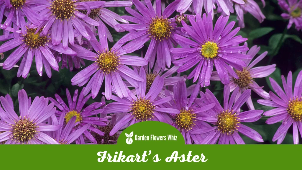 frikarts aster flower