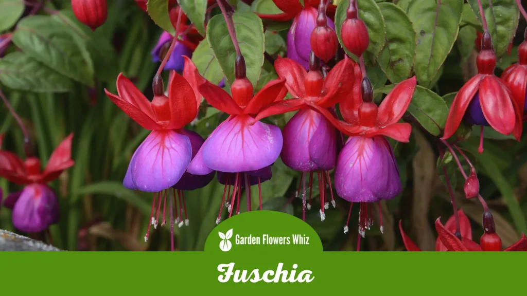 fuschia flower