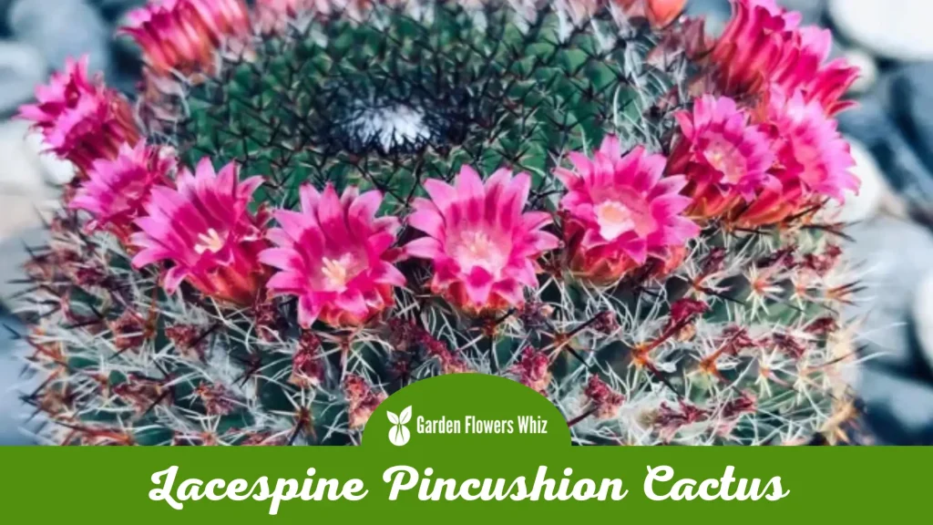 lacespine pincushion cactus flower