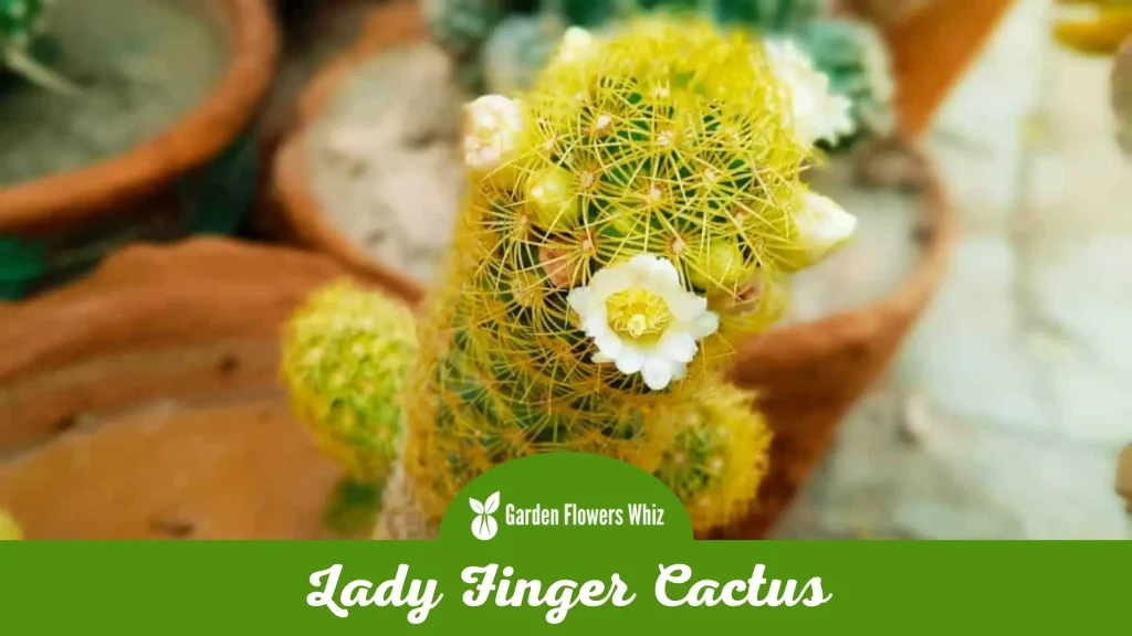 lady finger cactus flower
