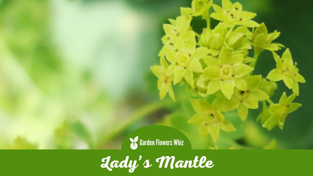 ladys mantle flower